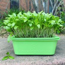 Load image into Gallery viewer, Micro Greens Seeds, Resealable Packs, Organic, Easy to Grow
