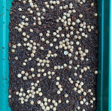Load image into Gallery viewer, Micro Greens Seeds, Resealable Packs, Organic, Easy to Grow
